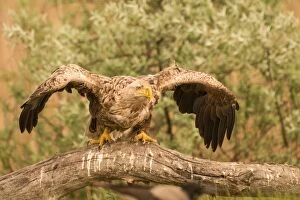 White-tailed sea eagle - on branch - wings spread - Romania