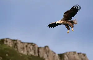Gliding Prints: White tailed sea Eagle CK 3457 Haliaeetus ailbicilla - In Flight
