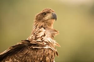 White-tailed sea eagle - close up of head - Romania