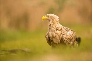 Images Dated 3rd May 2016: White-tailed sea eagle - close up profile - Romania