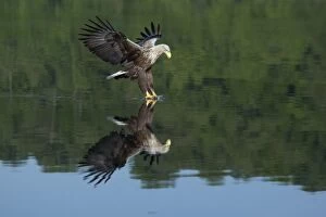Albicilla Gallery: White-tailed Sea Eagle - in flight catching a fish