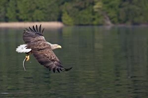 Albicilla Gallery: White-tailed Sea Eagle - in flight with caught eel in talons