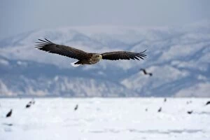 Images Dated 20th February 2010: White-tailed Sea Eagle - in flight over frozen sea with mountains in background