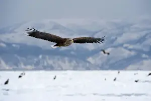 White-tailed Sea Eagle - in flight over frozen sea with mountains in background - Hokkaido Island - Japan
