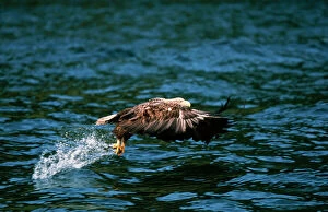 Images Dated 28th July 2004: White-tailed Sea Eagle North West Scotland
