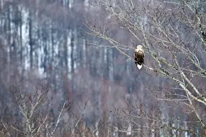 White-tailed Sea Eagle - perched in tree - Hokkaido Island - Japan