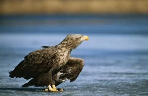 Images Dated 2nd July 2004: White-tailed Sea Eagle Reting on frozen lake, winter