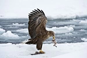 Images Dated 20th February 2010: White-tailed Sea Eagle - on sea ice with fish in bill - wings raised