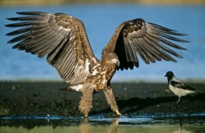 Images Dated 23rd May 2011: White-tailed Sea Eagle USH 469 Young bird flapping wings at lake edge Haliaeetus albicilla ©
