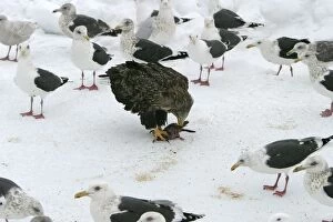 Images Dated 27th February 2004: White-tailed Sea / Grey Sea Eagle
