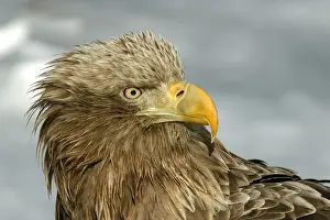 White-tailed Sea / Grey Sea Eagle - close-up of head. Hokkaido, Japan