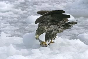 Images Dated 28th February 2004: White-tailed Sea / Grey Sea Eagle - feeding