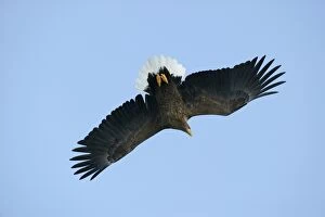 White-tailed Sea / Grey Sea Eagle - in flight