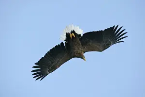 White-tailed Sea / Grey Sea Eagle - in flight. Hokkaido, Japan