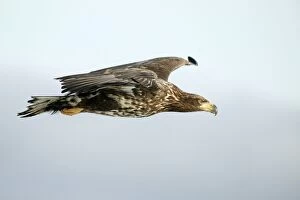 Images Dated 4th March 2004: White-tailed Sea / Grey Sea Eagle - in flight. Hokkaido, Japan