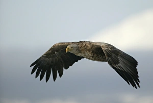 Images Dated 4th March 2004: White-tailed Sea / Grey Sea Eagle - in flight. Hokkaido, Japan