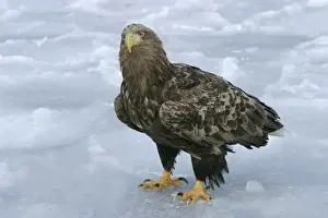 White-tailed Sea / Grey Sea Eagle. Hokkaido, Japan