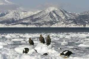 Images Dated 4th March 2004: White-tailed Sea / Grey Sea Eagle - three on ice with other birds. Hokkaido, Japan
