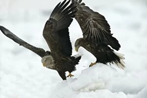 Images Dated 27th February 2004: White-tailed Sea / Grey Sea Eagle - two. Hokkaido, Japan