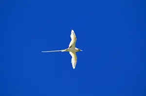 White-tailed Tropicbird / Golden Bosunbird - golden phase endemic to Christmas Island