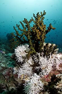 Bryozoan Gallery: White Tangled Bryozoan - Tubastrea Micranthus Coral
