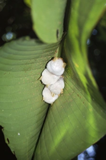 Images Dated 22nd November 2007: White Tent-making Bats - at roost La Selva, Costa Rica