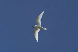 White Tern carrying a fish. In flight over Home Island, Cocos (Keeling) Islands, Indian Ocean