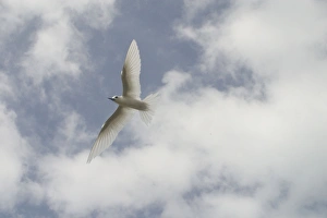 White Tern - In flight