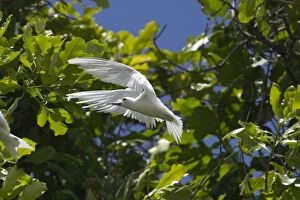 White Tern - In flight