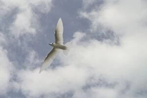 Images Dated 12th October 2005: White Tern - in flight. Found in tropical and subtropical seas usually far from land except when