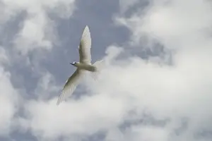 White Tern - in flight. Found in tropical and subtropical seas usually far from land except when breeding. On Home Island in the Cocos (Keeling) group, Indian Ocean