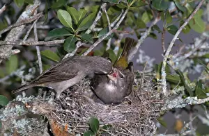Regurgitating Prints: White-throated Canary - male regurgitating food to female