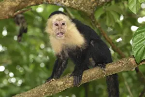 White-throated Capuchin Cahuita N. P. Costa Rica