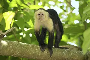 Monkey Prints: White-throated Capuchin Cahuita N. P. Costa Rica