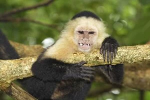 Images Dated 29th March 2006: White-throated Capuchin Cahuita N.P. Costa Rica