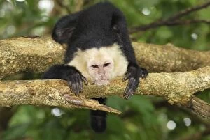 Images Dated 29th March 2006: White-throated Capuchin Cahuita N.P. Costa Rica