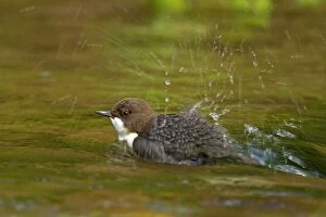 Images Dated 25th October 2012: White-throated Dipper bathing in creek Autumn