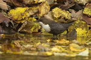 White-throated Dipper by creek Autumn