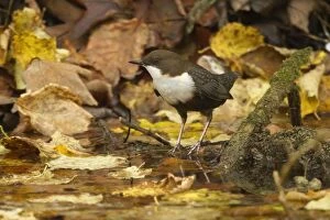 Images Dated 25th October 2012: White-throated Dipper by creek Autumn