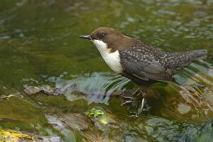 Images Dated 25th October 2012: White-throated Dipper by creek Autumn