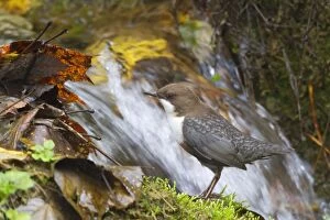 White-throated Dipper by little waterfall Autumn