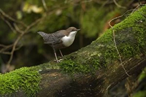White-throated Dipper on moss covered branch Autumn