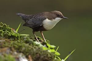 White-throated Dipper on moss covered rock Autumn
