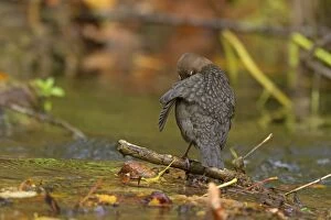White-throated Dipper preening by creek Autumn