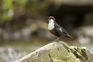 White Throated Dipper ~ standing on rock singing ~ Lake Vyrnwy, Wales, UK