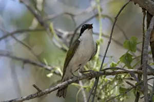Honeyeaters Prints: White-throated Honeyeater Lawn Hill National Park, Queensland, Australia