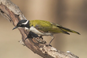 Images Dated 20th September 2004: White-throated Honeyeater - This is a woodland species from rainforest margins, riverside vegetation