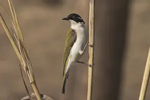 White-throated Honeyeater - This is a woodland species from rainforest margins, riverside vegetation, to tree-lined watercourses in more arid regions. Also mangroves. Found across northern and eastern Australia