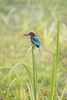 White-Throated Kingfisher - perched on Papyrus with prey