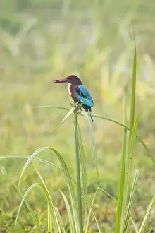 White-Throated Kingfisher - perched on Papyrus wth prey - Keoladeo Ghana National Park - Bharatpur - Rajasthan - India BI018119